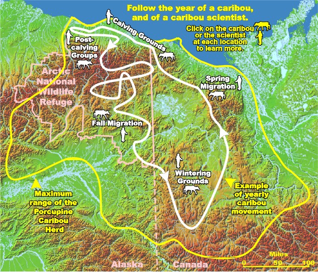 Alaska Caribou Migration Map Mission 2007 Migratory Species Team